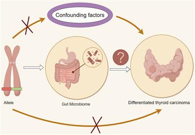 Causal analysis of the gut microbiota in differentiated thyroid carcinoma: a two-sample Mendelian randomization study